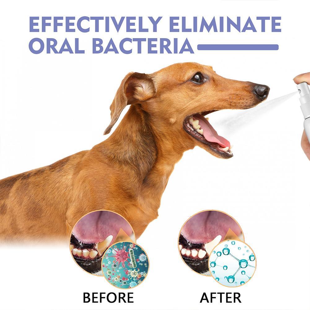 Semprotan untuk Mulut Hewan Pe - Teeth Whitening Mouthwash ulasan dan harga